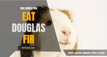 Exploring the Compatibility of Guinea Pigs and Douglas Fir: Can Guinea Pigs Safely Consume this Pine Tree?