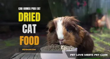 Can Guinea Pigs Safely Consume Dried Cat Food?