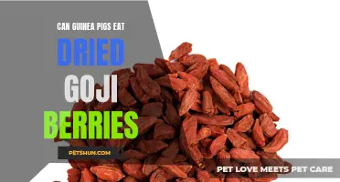 Can Guinea Pigs Safely Consume Dried Goji Berries?