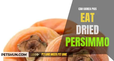Can Guinea Pigs Eat Dried Persimmon: A Nutritional Analysis