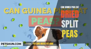 Exploring the Safety and Benefits of Dried Split Peas in a Guinea Pig's Diet