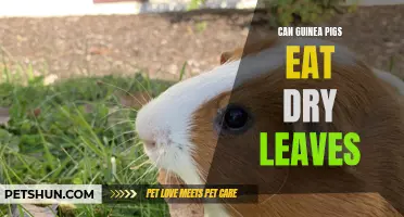 Can Guinea Pigs Eat Dry Leaves? Here's What You Need to Know