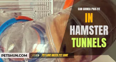 Can Guinea Pigs Fit in Hamster Tunnels? Everything You Need to Know