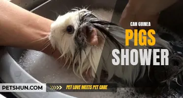 Exploring the Benefits of Showering for Guinea Pigs: Can They Really Enjoy a Refreshing Bath?