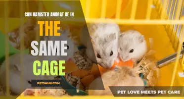 Can Hamsters and Rats Live Together in the Same Cage? Exploring the Compatibility of These Rodent Companions