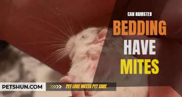 Understanding the Potential Mite Infestation in Hamster Bedding