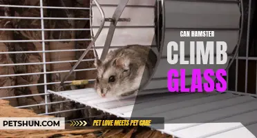 Understanding How Hamsters Can Climb Glass
