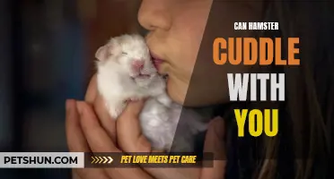 Can Hamsters Cuddle with You? The Answer May Surprise You