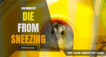 Why Sneezing Can Be Dangerous for Hamsters
