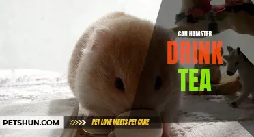 Can Hamsters Drink Tea? Everything You Need to Know