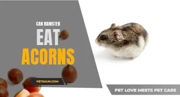 Exploring the Safety of Acorn Consumption for Pet Hamsters: What You Need to Know