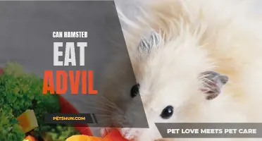 Is Advil Safe for Hamsters to Eat?