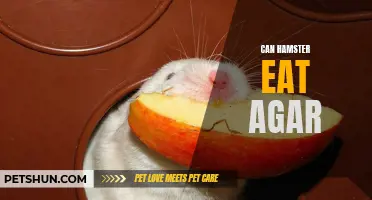 Can Hamsters Eat Agar: A Guide to Feeding Agar to Your Furry Friend
