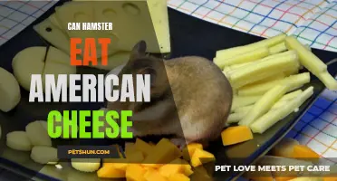 Can Hamsters Eat American Cheese Safely?