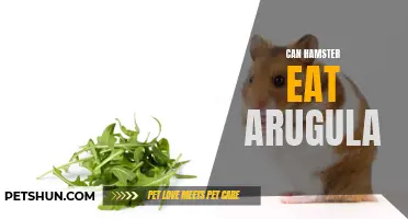 Is Arugula Safe for Hamsters to Eat?