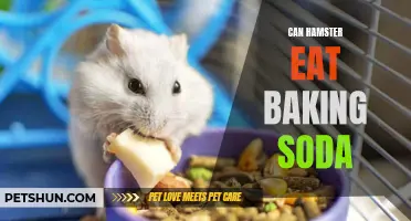 Is Baking Soda Safe for Hamsters to Eat?