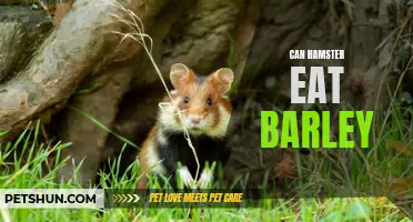 Can Hamsters Eat Barley: A Comprehensive Guide