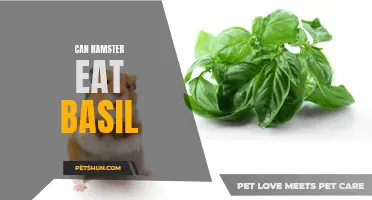 Can Hamsters Eat Basil? Here's What You Need to Know