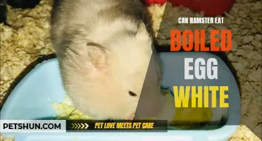 Can Hamsters Eat Boiled Egg Whites? Benefits and Considerations