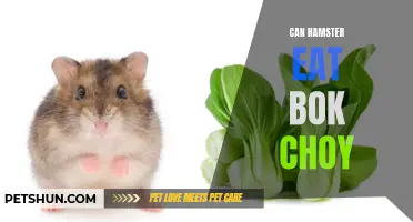The Benefits of Feeding Bok Choy to Your Hamster