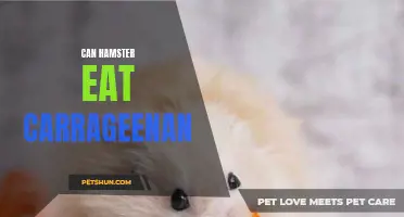 Can Hamsters Eat Carrageenan? A Comprehensive Guide for Hamster Owners