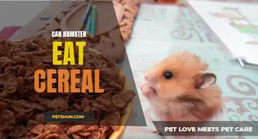 Exploring the Dietary Options for Hamsters: Can they Satisfy their Morning Cravings with Cereal?