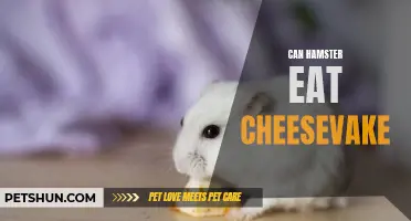 Can Hamsters Safely Eat Cheesecake? Here’s What You Need to Know