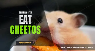 Exploring the Safety and Nutritional Value of Cheetos for Hamsters