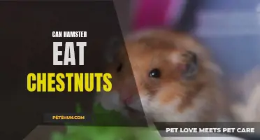Are Chestnuts Safe for Hamsters to Eat? A Guide to Feeding Chestnuts to Your Pet Hamster