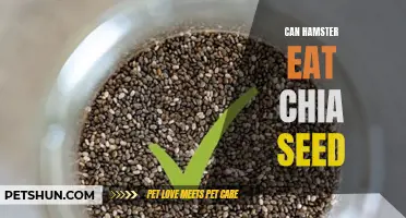 Can Hamsters Eat Chia Seeds? Everything You Need to Know