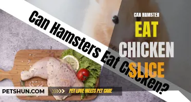 Can Hamsters Safely Enjoy Chicken Slices as a Treat?
