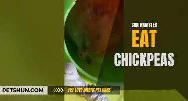 Why Can Hamsters Eat Chickpeas?
