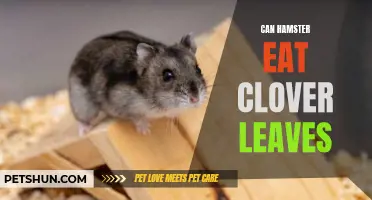 Can Hamsters Eat Clover Leaves? A Guide to What's Safe for Your Furry Friend