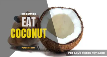 Exploring Whether Hamsters Can Safely Consume Coconut: An In-Depth Look