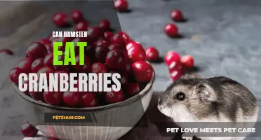 Exploring Whether Hamsters Can Safely Consume Cranberries