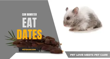 Can Hamsters Eat Dates: Everything You Need to Know