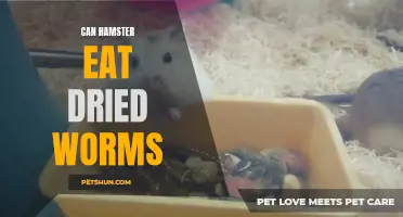 Exploring the Possibility: Can Hamsters Safely Consume Dried Worms?