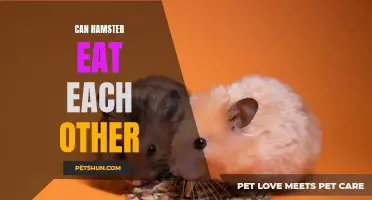 Can Hamsters Eat Each Other? Exploring the Dark Side of Hamster Behavior