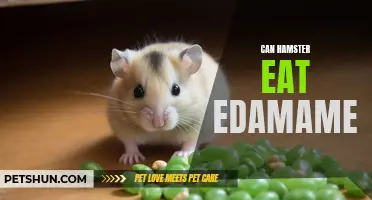 Can Hamsters Eat Edamame: A Guide to Feeding Your Furry Friend