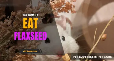The Benefits and Considerations of Feeding Flaxseed to Hamsters