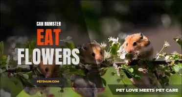 The Ultimate Guide: Can Hamsters Eat Flowers?