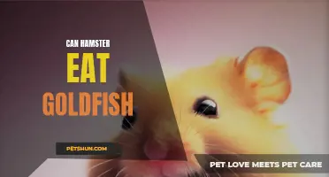 Can Hamsters Eat Goldfish: Is It Safe for Them?
