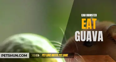 Exploring the Feasibility of Guava in a Hamster's Diet: Are Hamsters Safe to Snack on Guava?