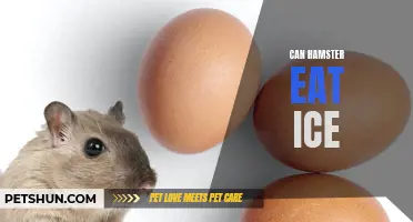 Can Hamsters Eat Ice? All You Need to Know