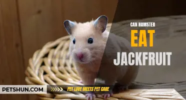 The Surprising Answer: Can Hamsters Eat Jackfruit?