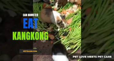 Can Hamsters Eat Kangkong? The Surprising Answer