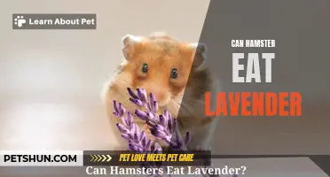 Can Hamsters Safely Eat Lavender?
