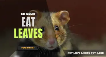 Exploring the Leafy Diet: Can Hamsters Eat Leaves?