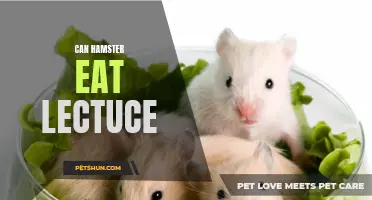 Exploring the Safe and Healthy Diet of Hamsters: Can They Eat Lettuce?