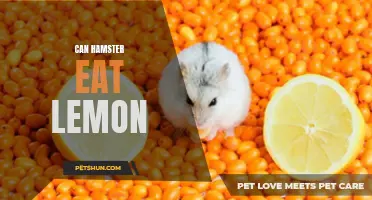 Can Hamsters Eat Lemons? The Truth About Feeding Citrus Fruits to Your Pet Hamster